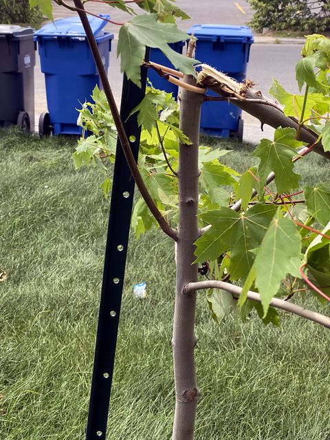 Juin 2021 — Gazon, arrosage et arbres